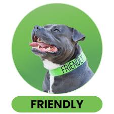 Friendly Lead and Collar